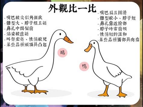 鴨跟鵝的差別笑話|「鵝」跟「鴨」該怎麼區別？網揭真相